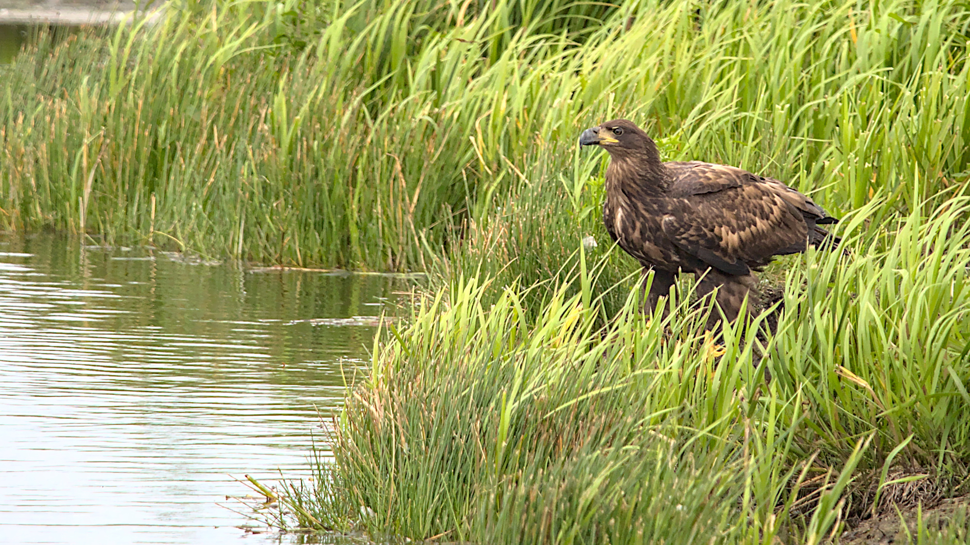 Seeadler
